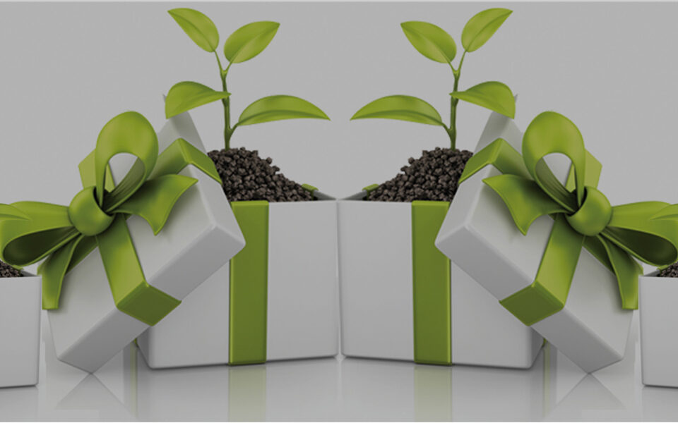 plants in gift boxes